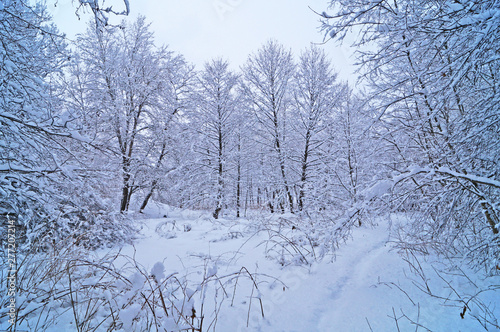 Winter forest with fluffy snow lying on the firs and tree branches on a frosty sunny day © Vira