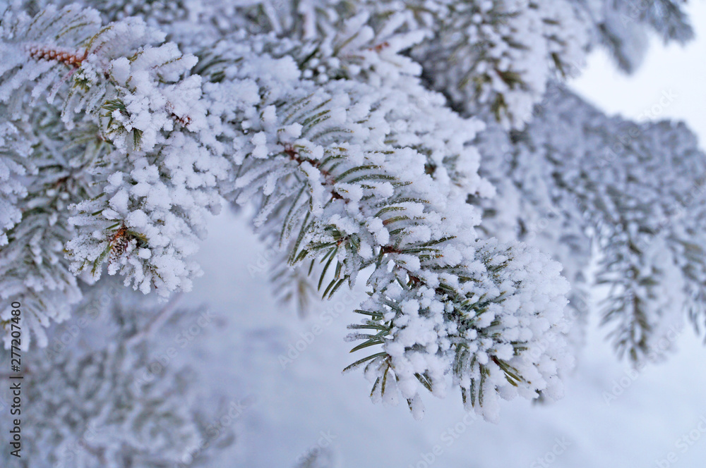 A branch of blue spruce covered with fluffy white snow in a winter sunny frosty day