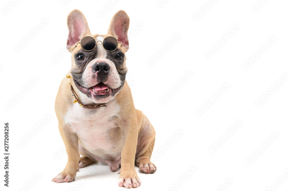 cute french bulldog wear glasses and sitting cute french bulldog wear glasses and sitting