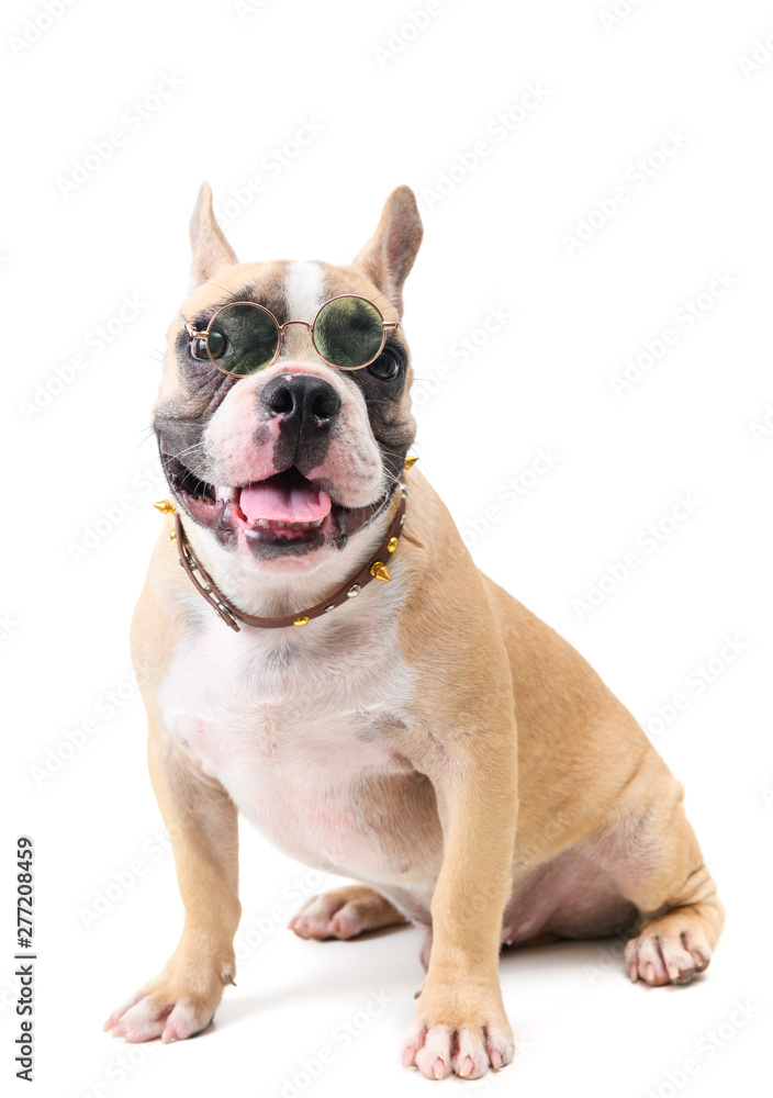 cute french bulldog wear glasses and sitting isolated