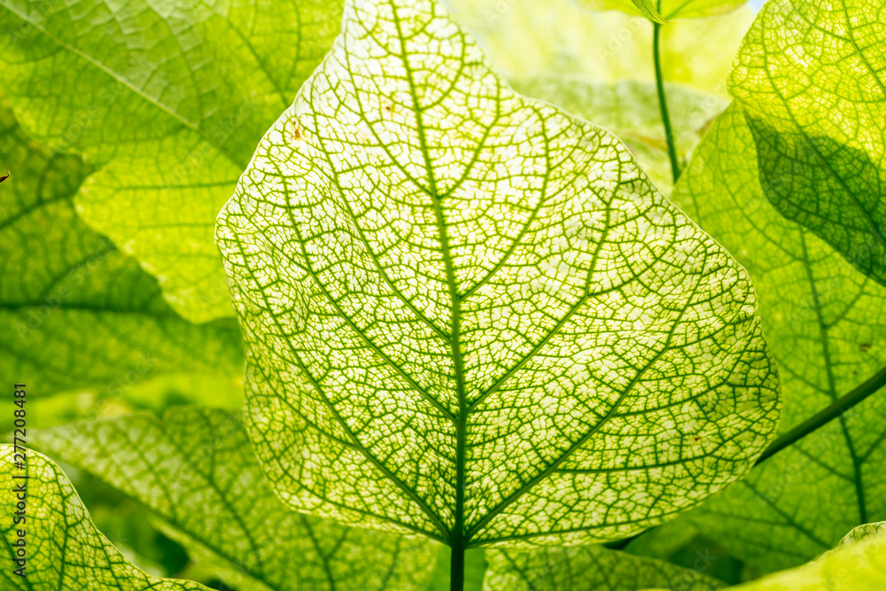 Fototapeta premium green leaves bottom up view