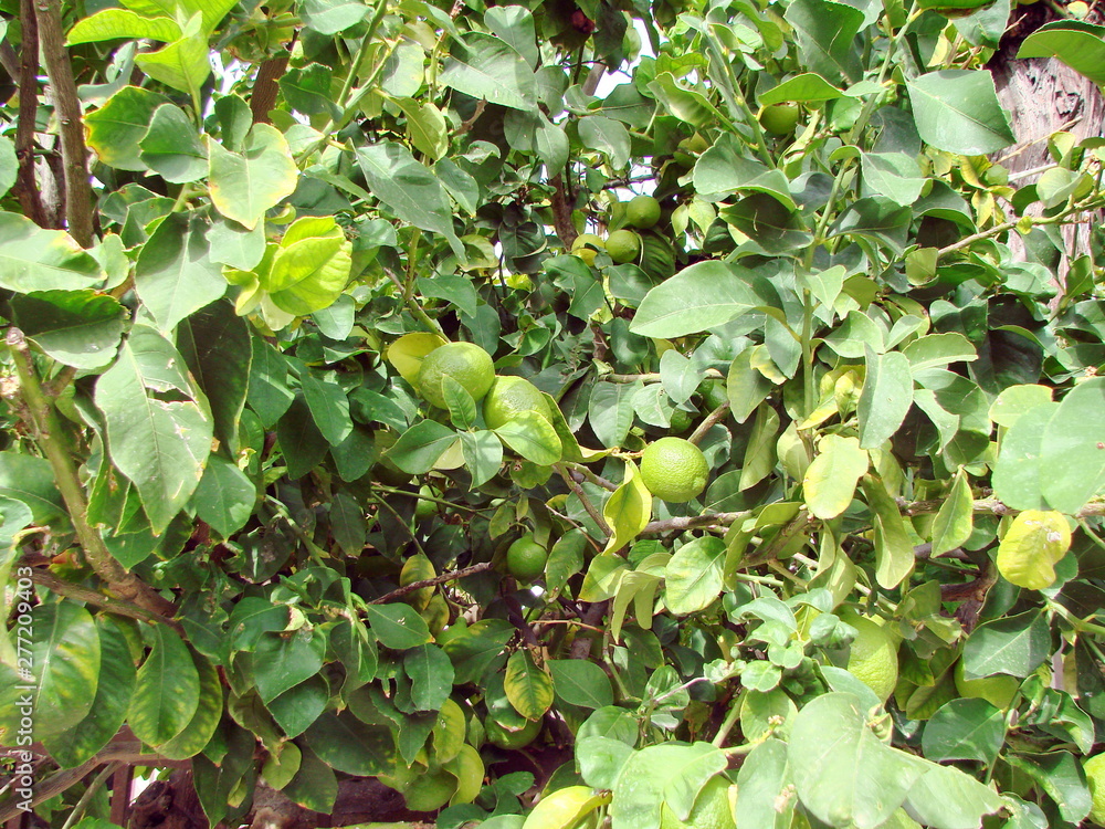 The wealth of Cypriot gardens, the fertility and generosity of nature near the ruined war village of Vrestia. The wealth of Cypriot gardens, the fertility and generosity of nature near the ruined war village of Vrestia.