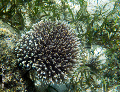 Beautiful coral in Togian islands reef