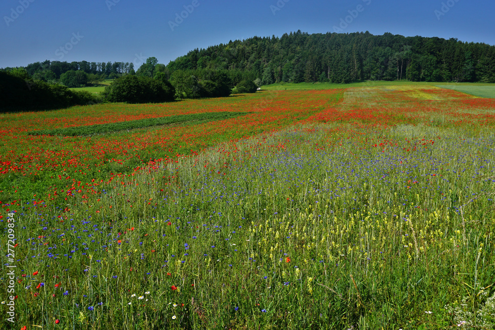 Landschaft auf der Schwäbischen Alb mit Klatschmohn- und Kornblumenwiese
