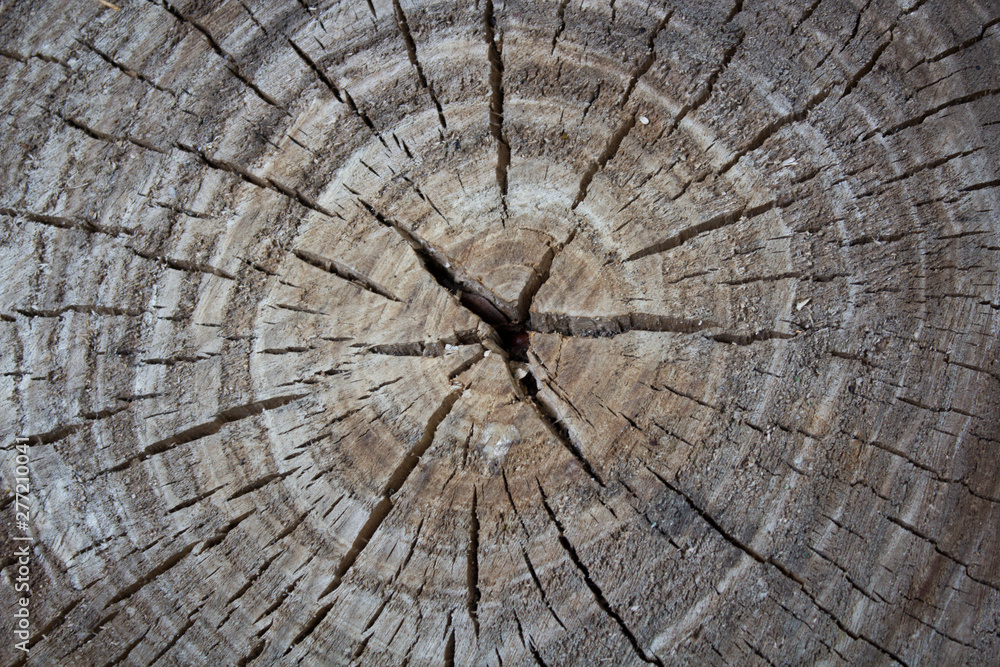 Fototapeta premium old tree in cut