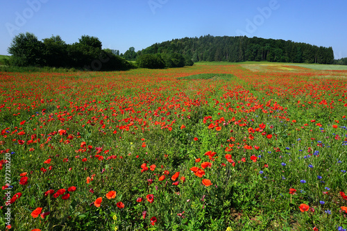 Landschaft mit Klatschmohn auf der Schwäbischen Alb