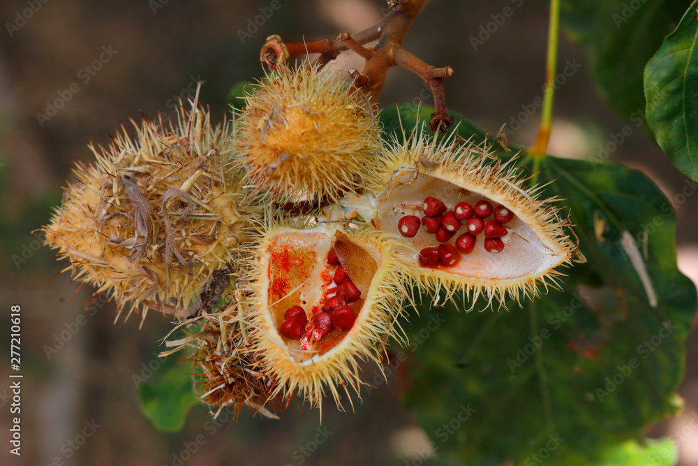 Annattostrauch (Bixa orellana) rote Früchte
