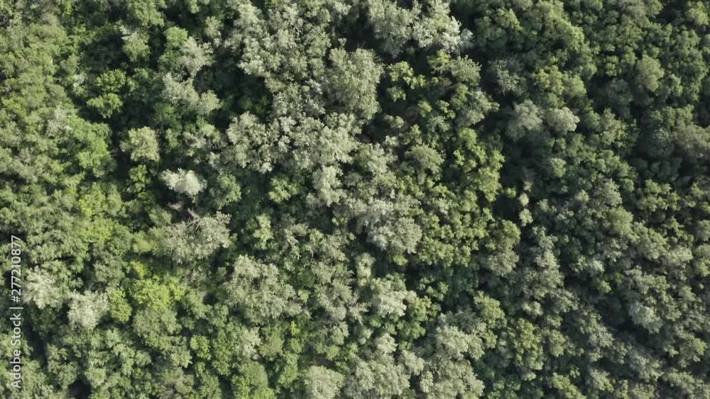 Aerial Shot drone view A span right above the forest above the treetops the camera looks down the panorama of the forest Aerial Shot drone view A span right above the forest above the treetops the camera looks down the panorama of the forest