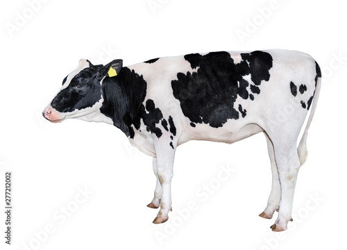 Spotted black and white cow full length isolated on white. Cow close up. Farm animal