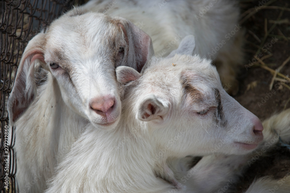 Two sweet little baby goats lying on the hay, cuddling in a farm, villiage scene, rural, livestock animals Two sweet little baby goats lying on the hay, cuddling in a farm, villiage scene, rural, livestock animals