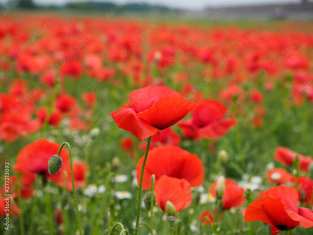 Naklejka premium Poppy Field