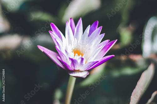 Purple lotus flower  Water Lily or Nymphaea nouchali or Nymphaea stellataWild  blooming in a pond for plant and nature concept  selective focus image