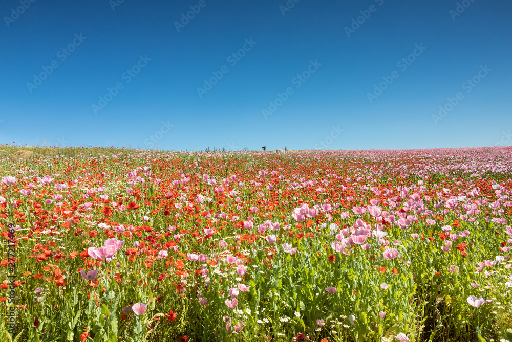 Meadow of breadseed and corn poppies
