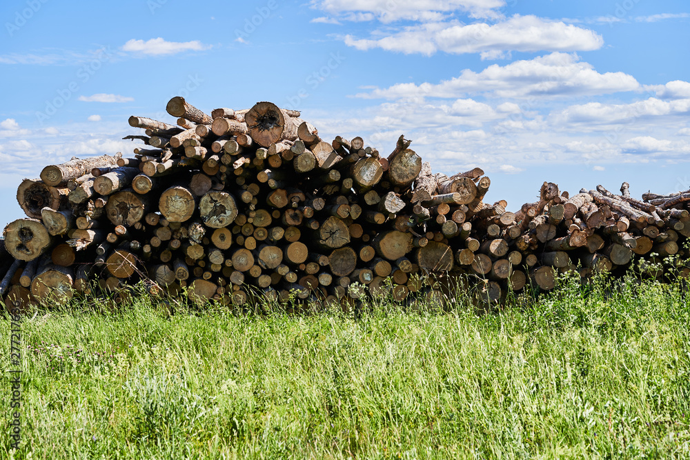 Sawn tree trunks lie in a large pile. Timber harvesting