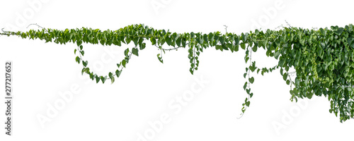 Photos Plant vine green ivy leaves tropic hanging, climbing isolated on white background