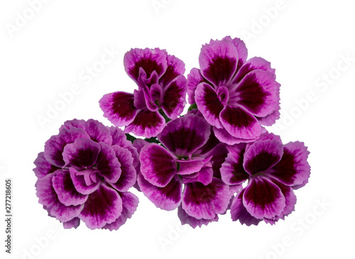 Top view of 5 blooming fresh Dianthus 'Pink Kisses' flowers, isolated on white background.