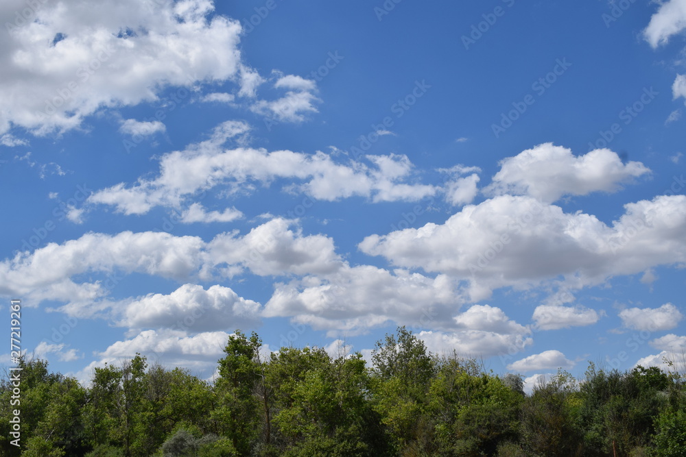 Green forest on hot summer day with blue sky and fluffy sky. Nature copy space banner or poster design.