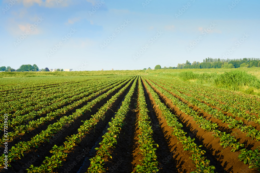 Meadow of potato cultivation in spring where young potato plants grow in beds of soil in green lines that diverge to the horizon Meadow of potato cultivation in spring where young potato plants grow in beds of soil in green lines that diverge to the horizon