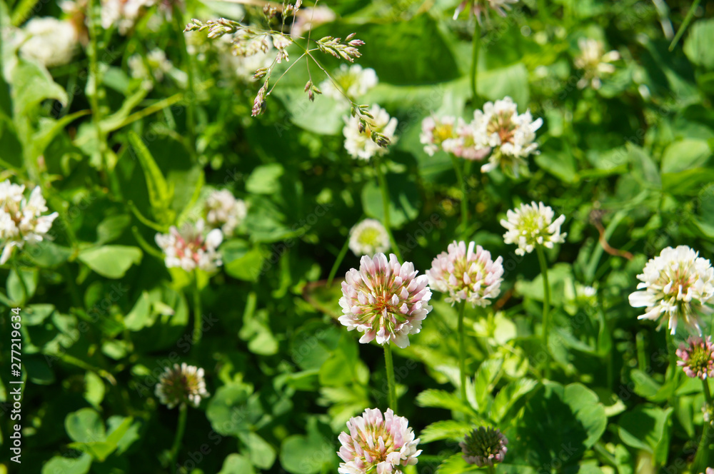 White clover flowers in green lawn White clover flowers in green lawn