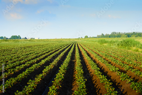 Meadow of potato cultivation in spring where young potato plants grow in beds of soil in green lines that diverge to the horizon