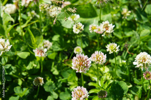 White clover flowers in green lawn