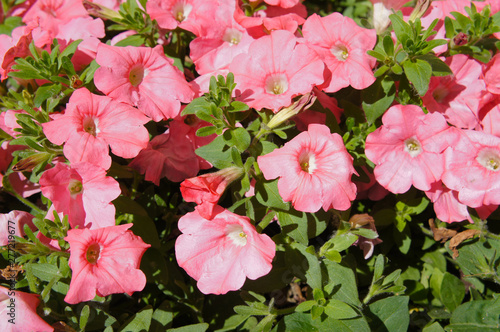 petunia pink flowers with green background © skymoon13