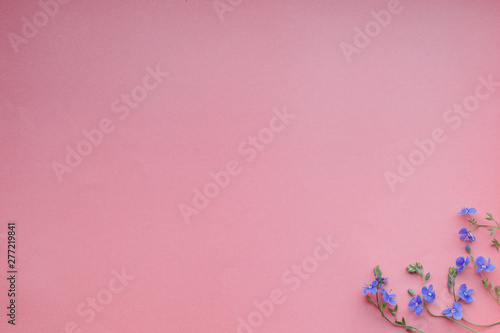 Flowers composition. Pattern made of wild small blue flowers on pink background. © IrinaK