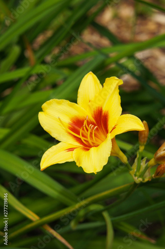 Hemerocallis bonanza daylily yellow flower with red core vertcial