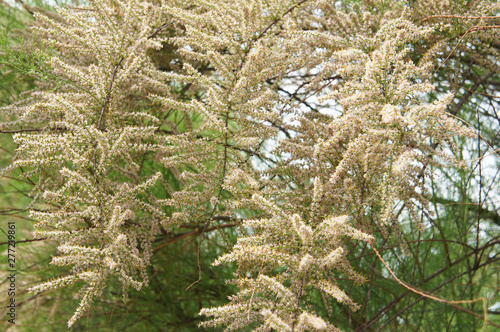 Fényképezés tamarix africana tetrandra blossoming white tree