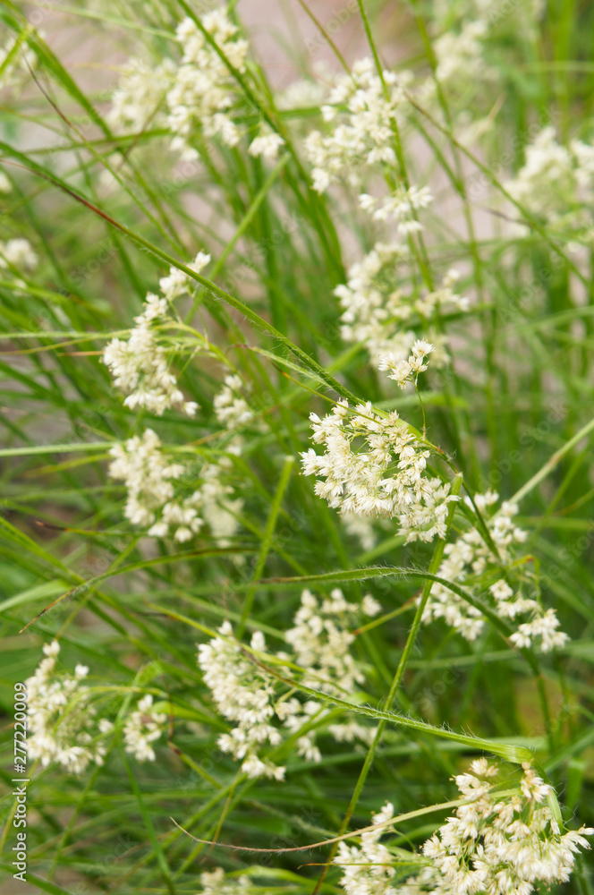 Rhynchospora alba or white beak-sedge grass vertcial Rhynchospora alba or white beak-sedge grass vertcial