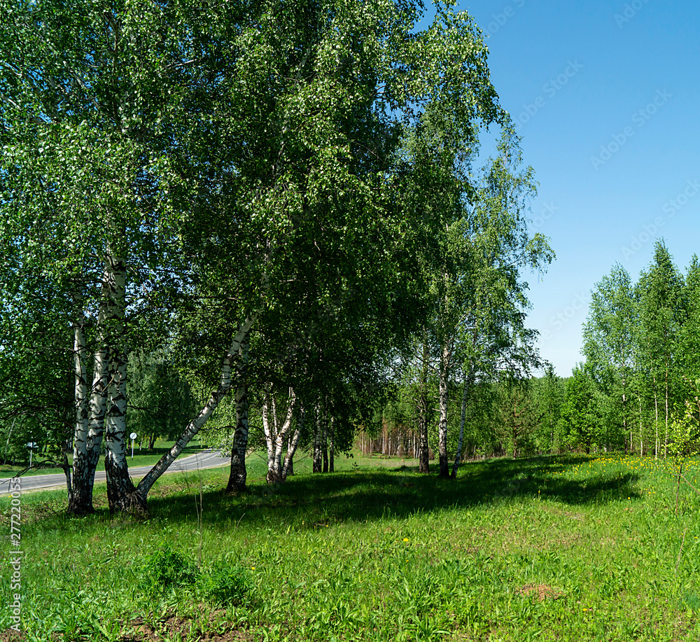 Obraz premium Birch wood at spring length of time at solar day