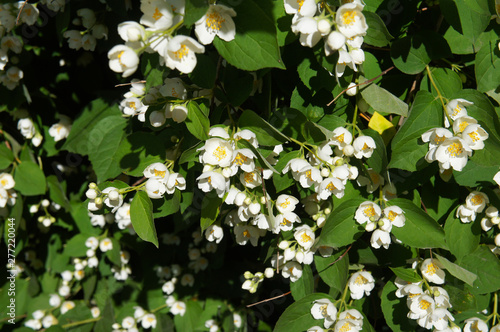 Philadelphus lemoinei green shrub with white flowers background