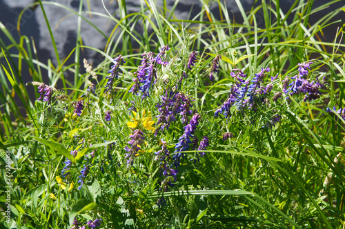 Vicia cracca tufted vetch perple blossoming plant photo