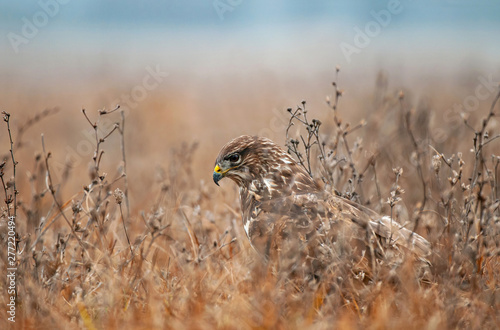 Common buzzard, hiding in a grass and waiting for mouse