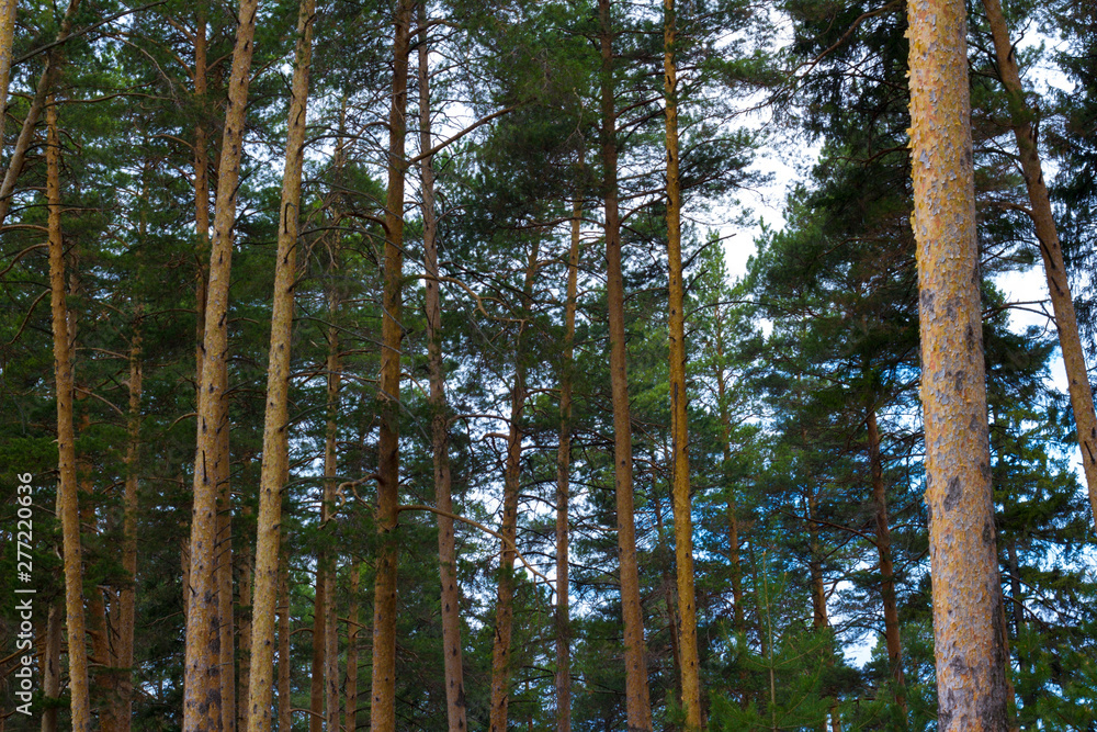 Fototapeta premium pine forest