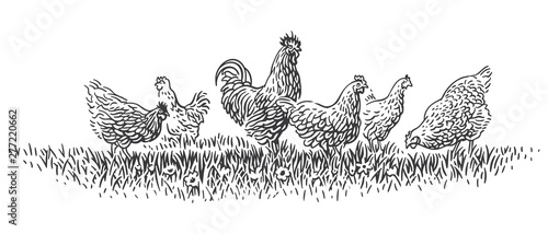 Fotografia Rooster and hens on grass illustration. Vector.