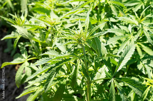 Marijuana wild grass grows in nature. Cannabis close up leaves. Growing green hemp under the sun.