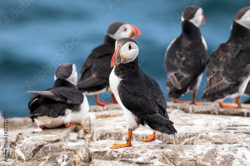 The flock of Atlantic puffins. Sea birds are standing on a cliff in nature on the Farne Islands  Northumberland England  North Sea