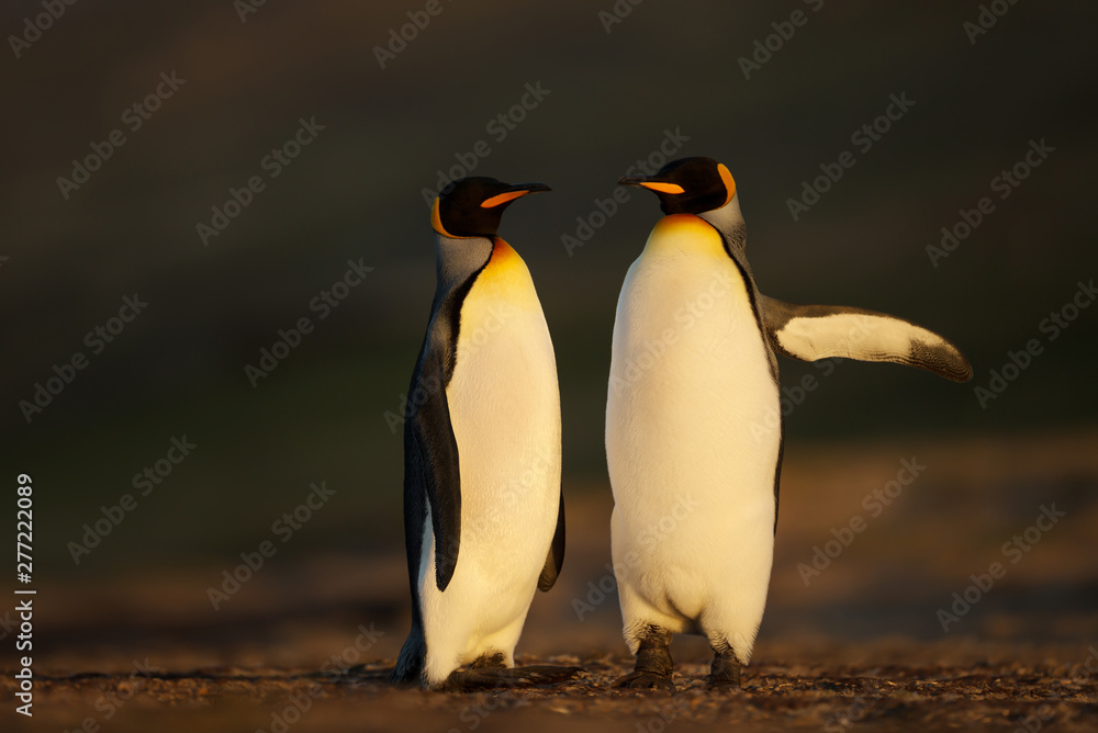 Fototapeta premium King penguins standing on a sandy coast at sunrise