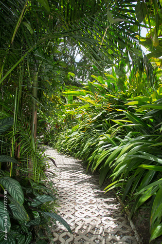 entrance trail to tropical forest in south america