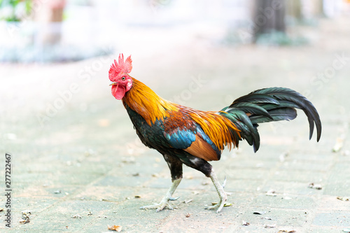 Colorful rooster walking with blur background
