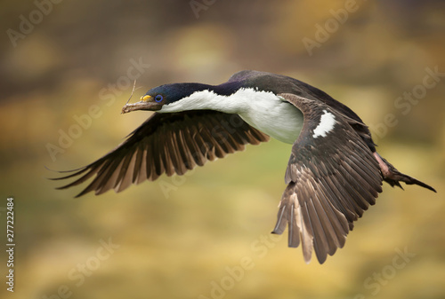 Close-up of an Imperial shag in flight © giedriius