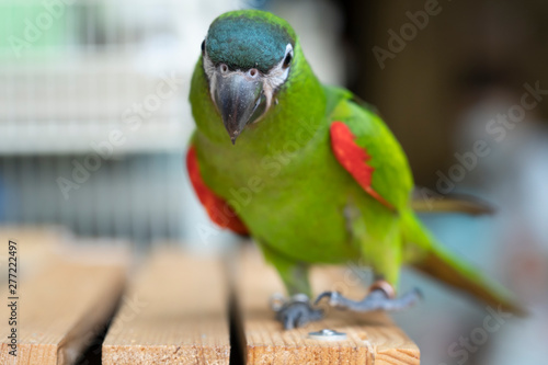 green Hahn macaw red shoulder stand on wooden