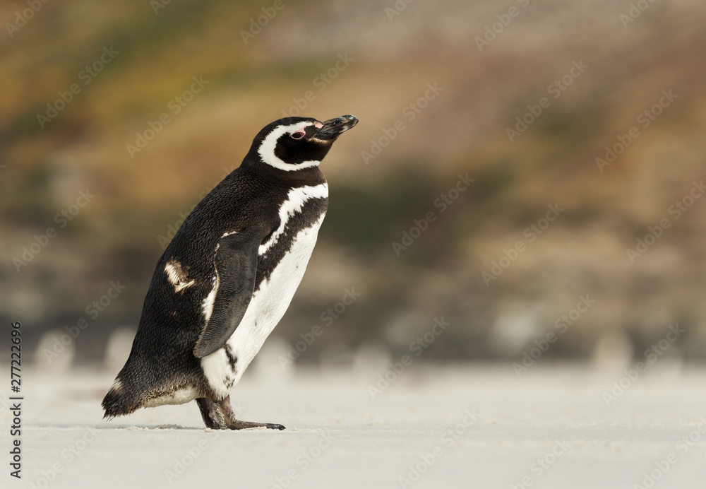 Fototapeta premium Magellanic penguin standing on a sandy shore