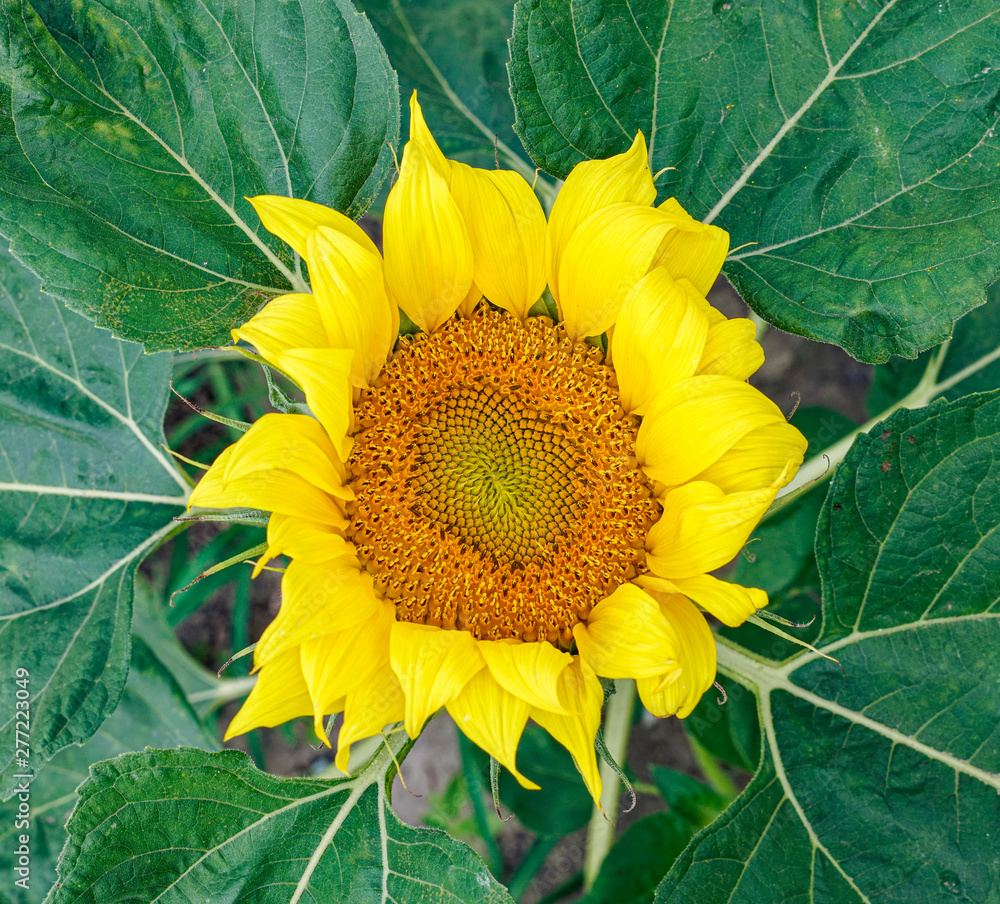 Naklejka premium closeup of fresh sun flower