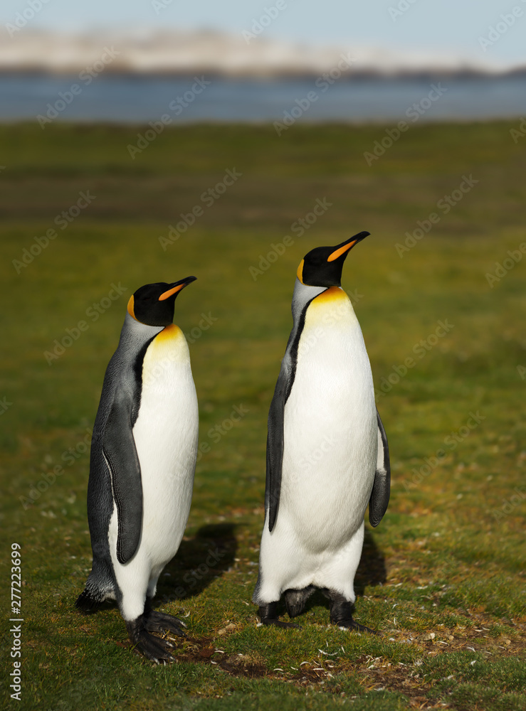 Fototapeta premium Close up of King penguins in Falkland Islands