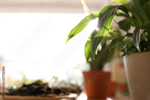 Beautiful growing home plants on wooden table indoors  space for text