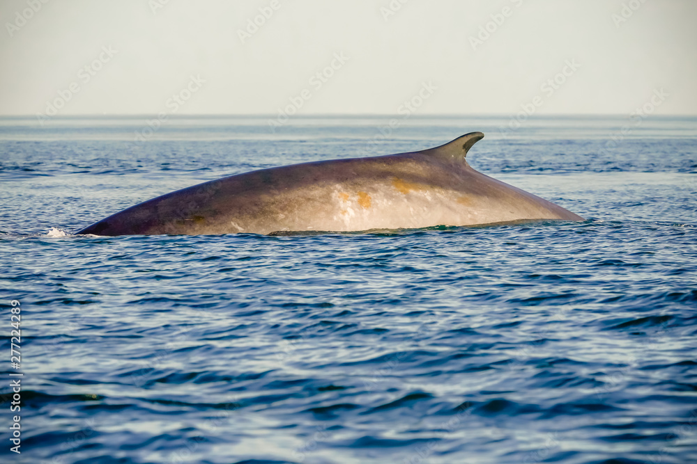 Fototapeta premium Fin whale jumping out of ocean