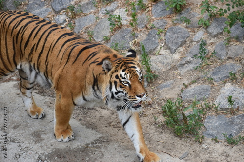 the tiger imposingly lies on emerald grass and rests  Beautiful powerful big tiger cat Amur tiger on the background of summer green grass and stones.