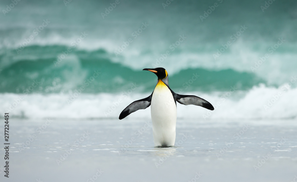 Fototapeta premium King penguin standing on a sandy coast against big waves